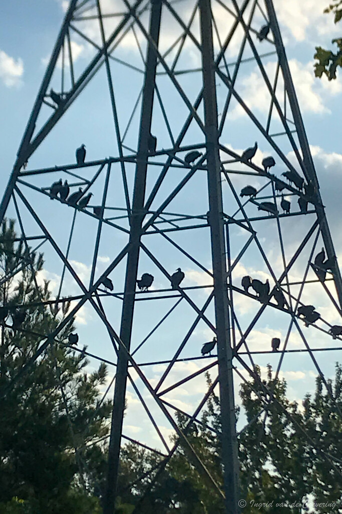 Vultures by ingrid01