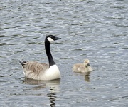 18th Jun 2022 - Canada Goose and Very Cute Gosling 