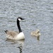 Canada Goose and Very Cute Gosling  by susiemc