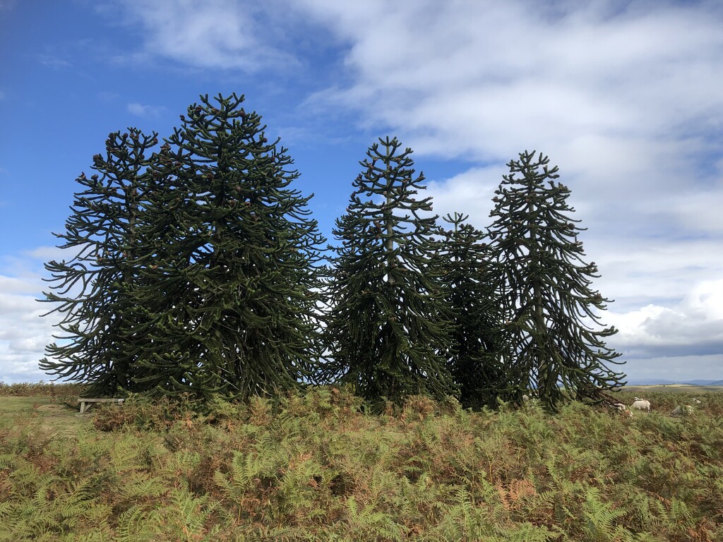 My Favourite Monkey Puzzle Trees by susiemc