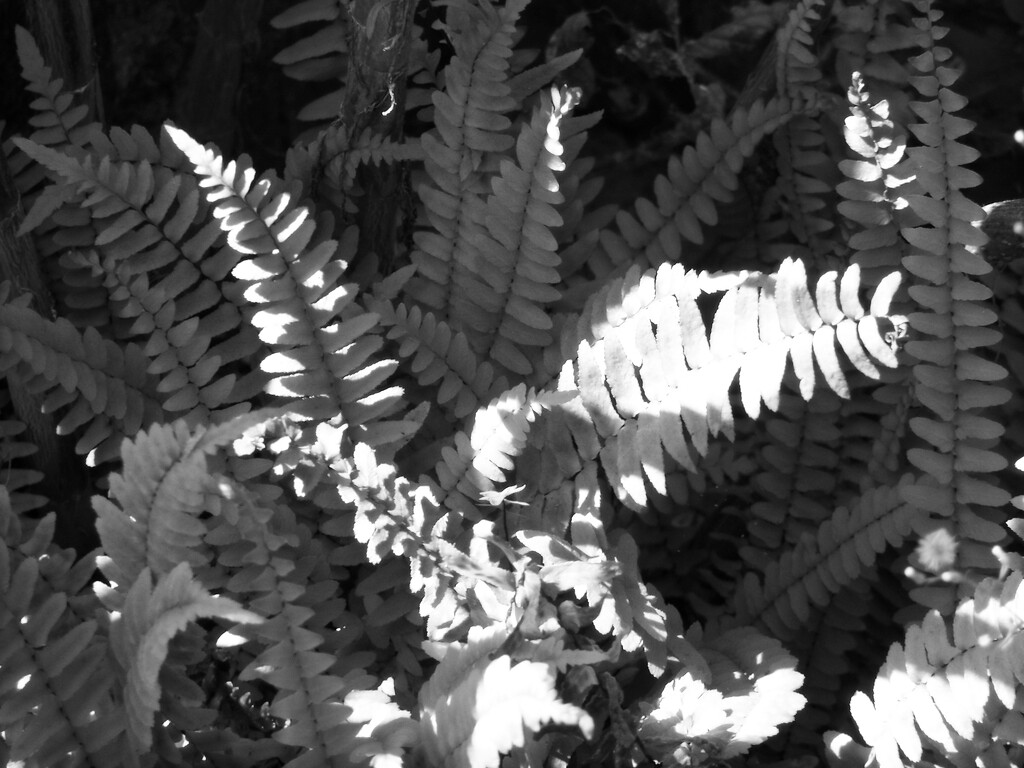 Wild ferns... by marlboromaam