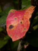 30th Sep 2022 - First red leaf of autumn...