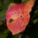 First red leaf of autumn... by marlboromaam
