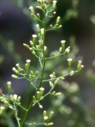 1st Oct 2022 - More horseweed...