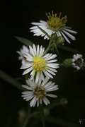 27th Sep 2022 - Wild White Asters