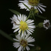 Wild White Asters by skipt07