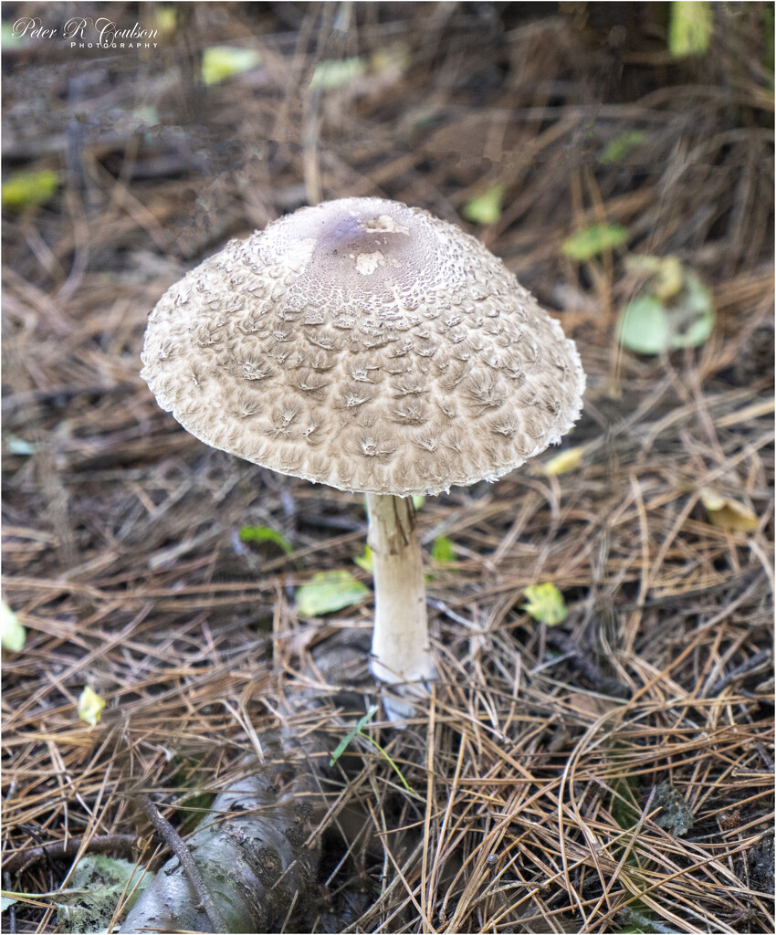 Parasol Mushroom by pcoulson