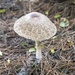 Parasol Mushroom by pcoulson