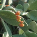 Prickly Pears everywhere  by beverley365