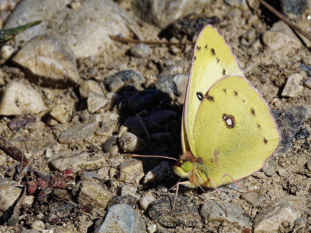 Cloud Sulphur butterfly by rminer