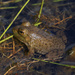 American bullfrog 