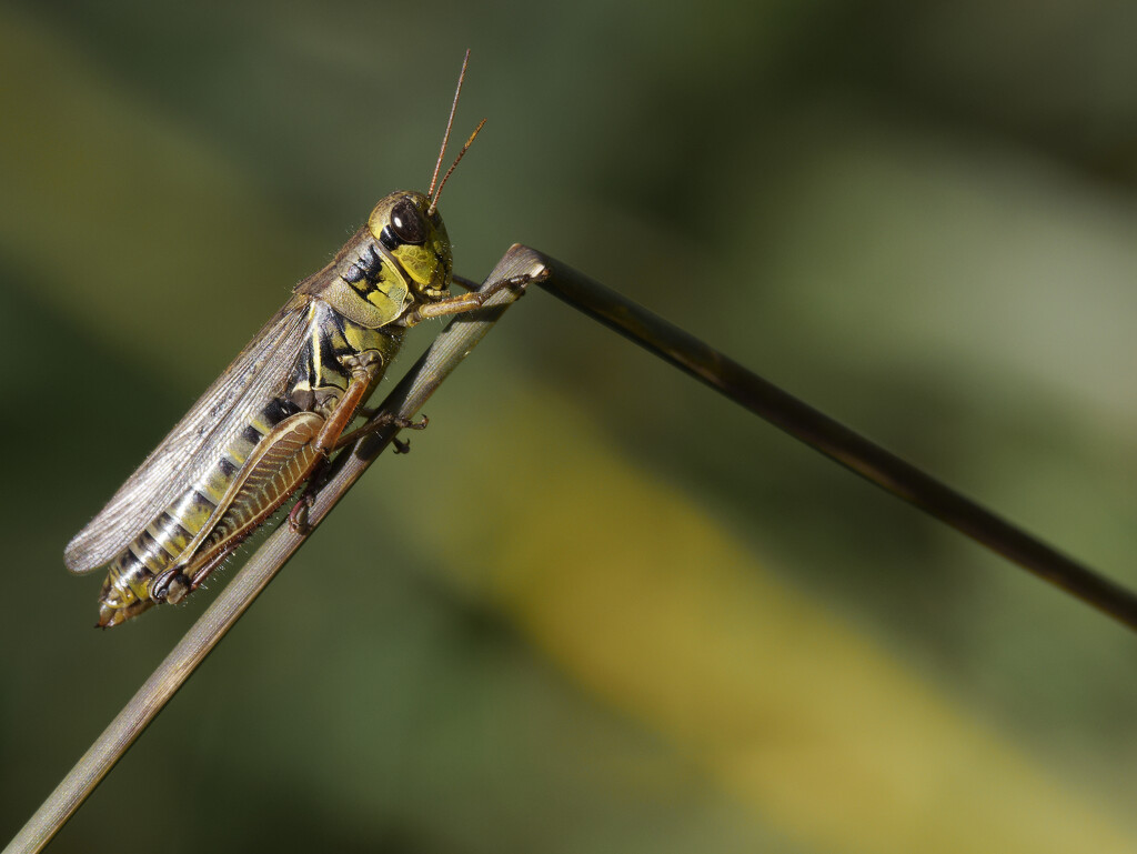 red-legged grasshopper  by rminer