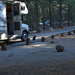 Campground by 365projectorgchristine