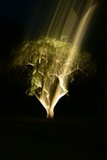 29th Sep 2022 - Tree at night