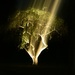 Tree at night by mdaskin