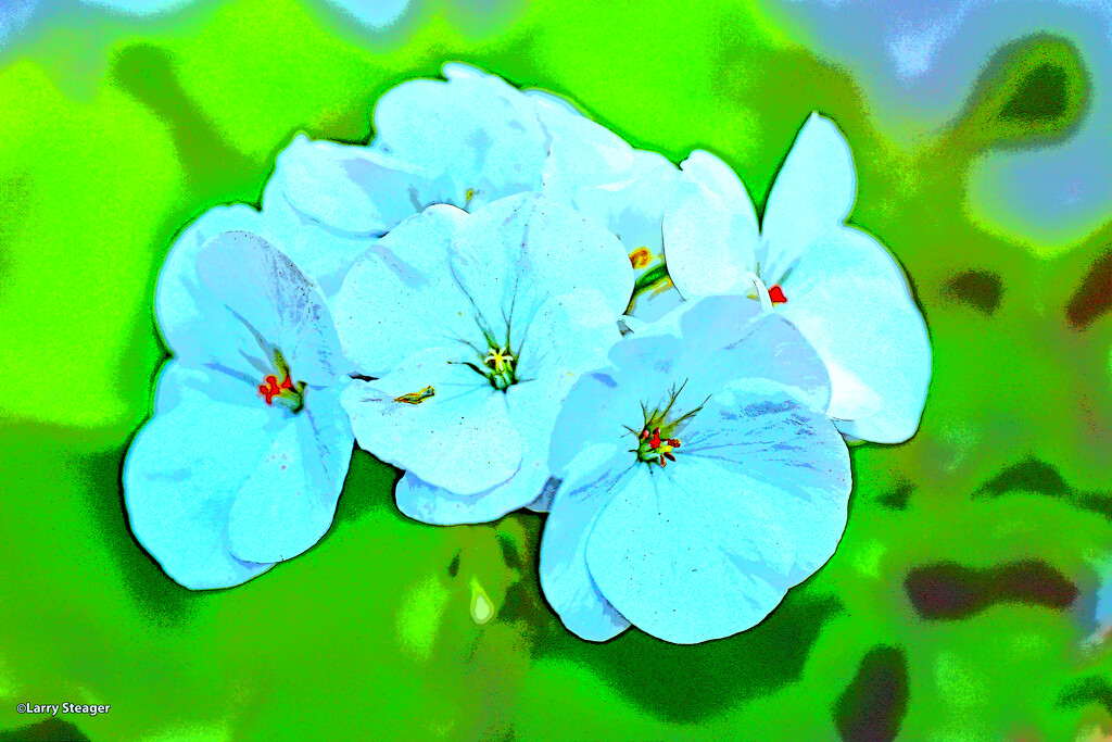 White geranium Art filter by larrysphotos
