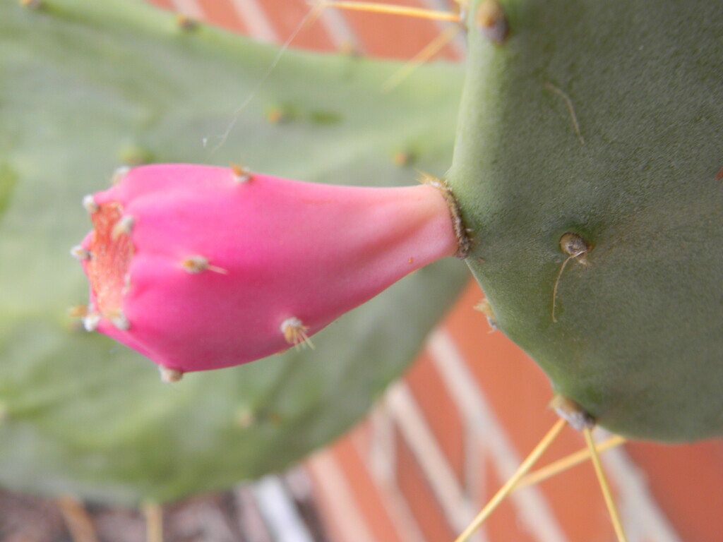 Cactus Pear Blossom Closeup  by sfeldphotos