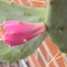 Cactus Pear Blossom Closeup  by sfeldphotos