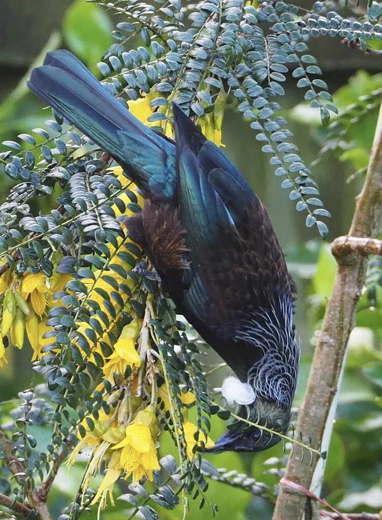 Tui in our Kowhai tree by Dawn