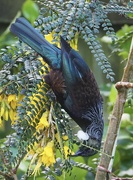 30th Sep 2022 - Tui in our Kowhai tree