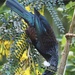 Tui in our Kowhai tree by Dawn