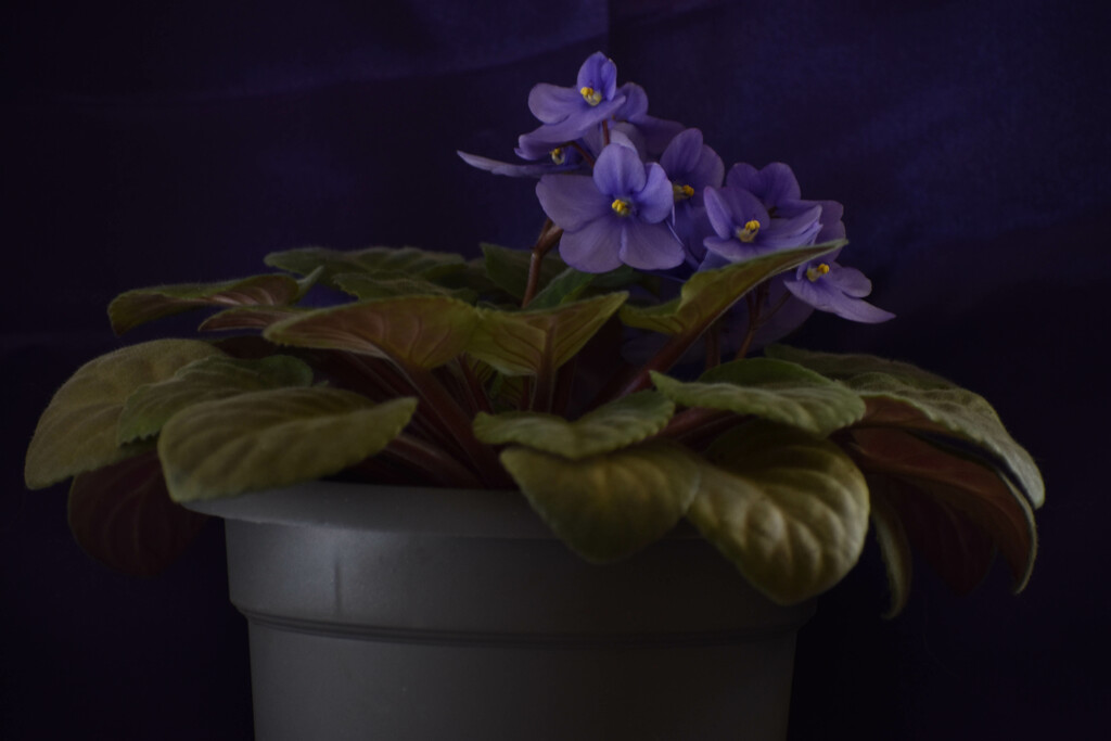 African Violet by bjywamer