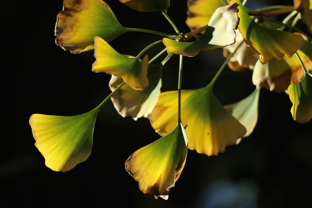 Autumn Ginkgo by 365projectorgheatherb