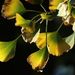 Autumn Ginkgo by 365projectorgheatherb