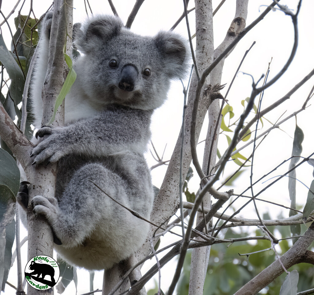 Amazing Grace by koalagardens