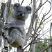Amazing Grace by koalagardens