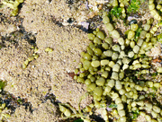 30th Sep 2022 - Coralline Algae and Neptune's Necklace