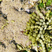 Coralline Algae and Neptune's Necklace