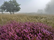 30th Sep 2022 - Heather and mist