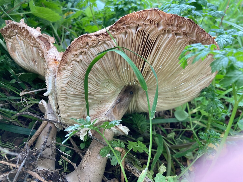 Mushroom Update by allsop
