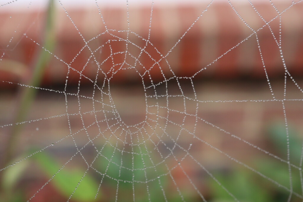 Spider’s web with morning dew by jeremyccc