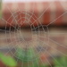 Spider’s web with morning dew