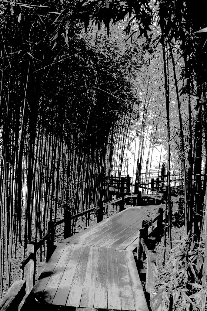 bamboo walk by blueberry1222