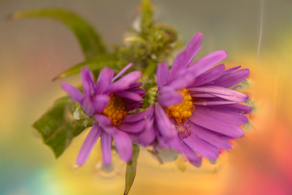 Asters.. by ziggy77