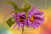 30th Sep 2022 - Asters..