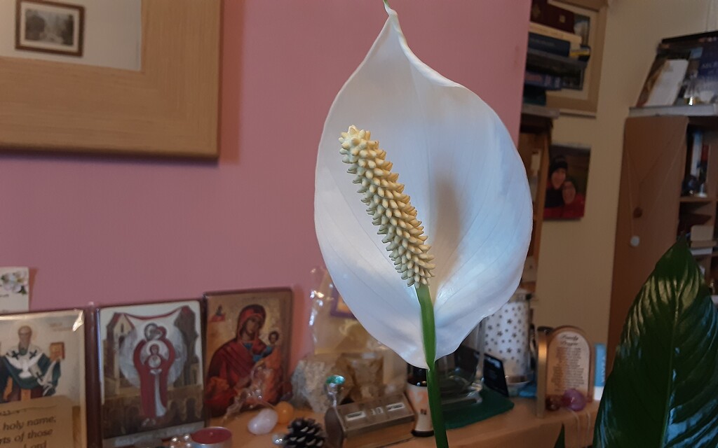 A Peace Lily flower. by grace55
