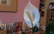 30th Sep 2022 - A Peace Lily flower.