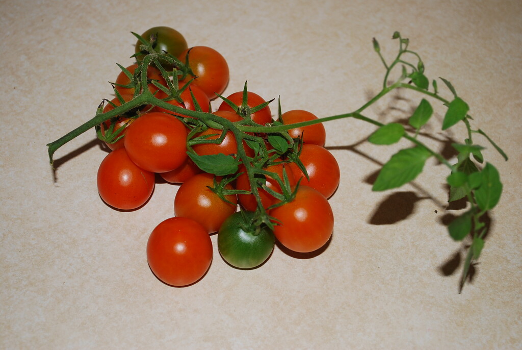 Cherry tomaoes backyard garden box by stillmoments33