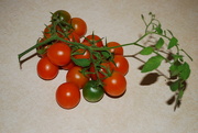 30th Sep 2022 - Cherry tomaoes backyard garden box