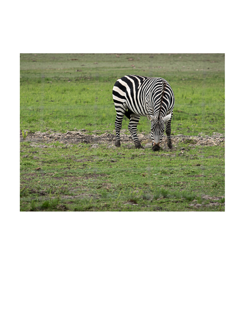 Zebra by dkellogg
