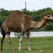Camel by dkellogg