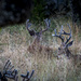 Whitetail Bucks in velvet by dkellogg