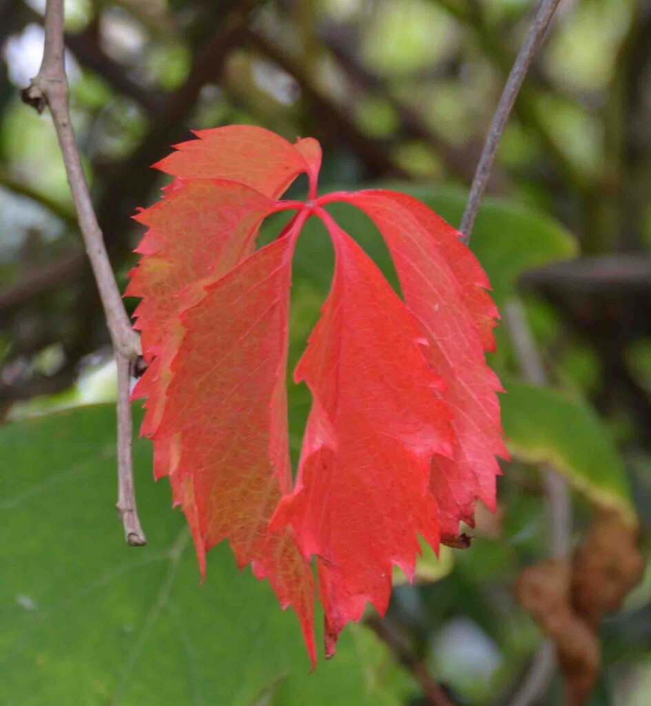 Leaf by arkensiel