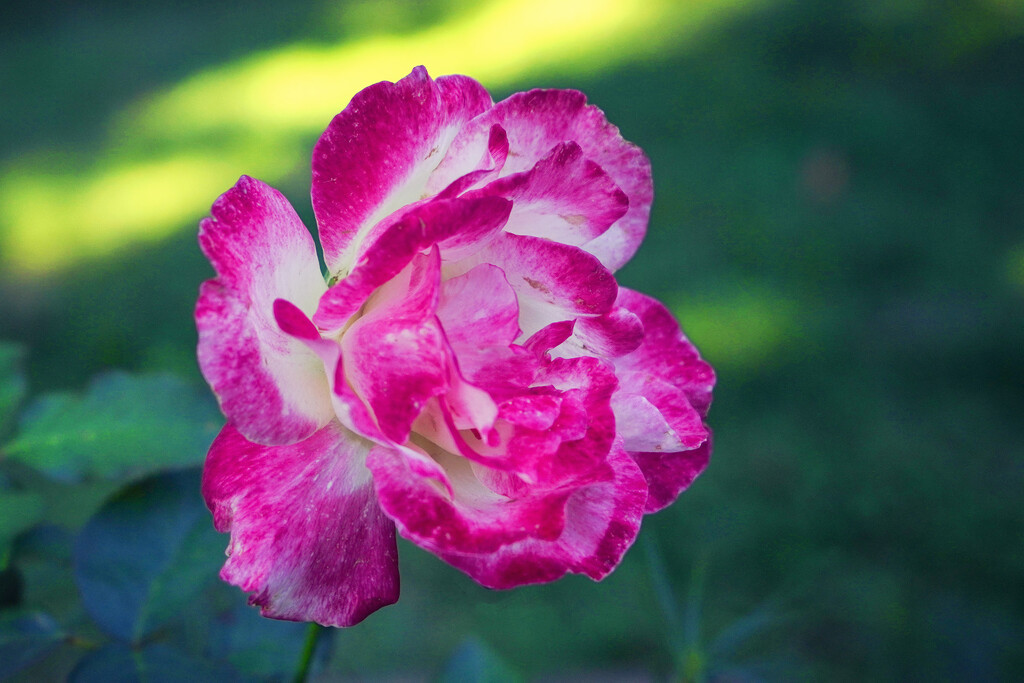Double Delight Rose by k9photo