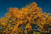 30th Sep 2022 - Yellow tree