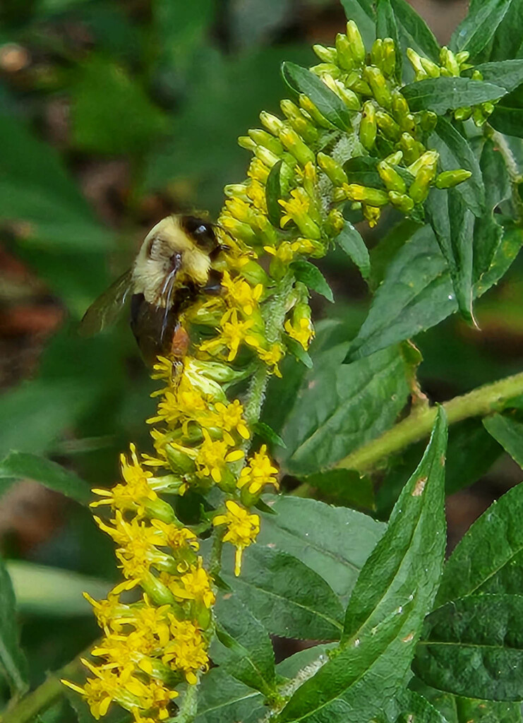 Bee in the goldenrod by randystreat
